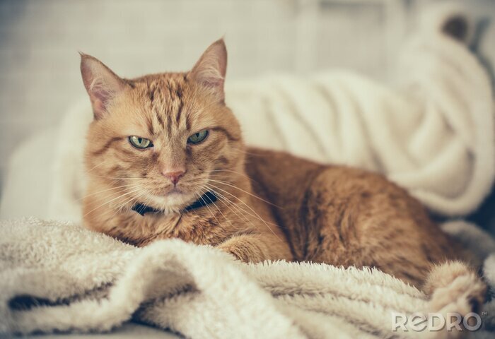Fototapete Rote Katze auf einer Decke