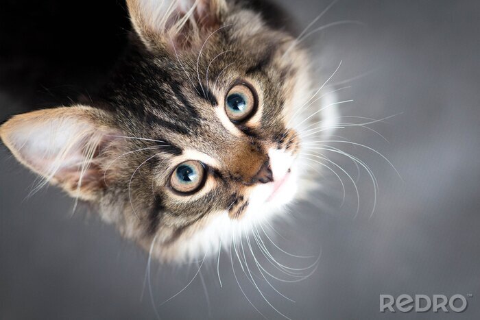 Fototapete Rote Katze auf grauem Hintergrund