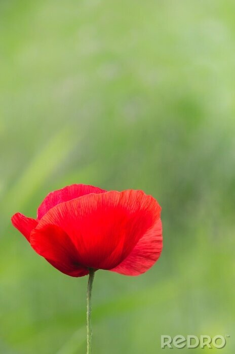 Fototapete Rote Mohnblume auf grünem Hintergrund