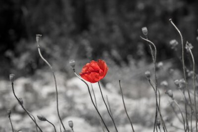 Fototapete Rote Mohnblume auf schwarz-weißem Hintergrund