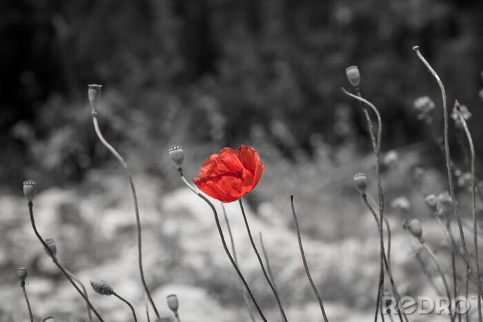 Fototapete Rote Mohnblume auf schwarz-weißem Hintergrund