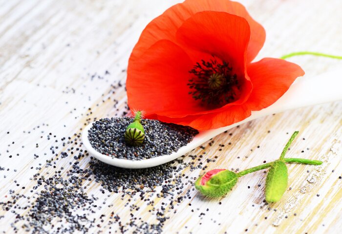 Fototapete Rote Mohnblume und Kräuter