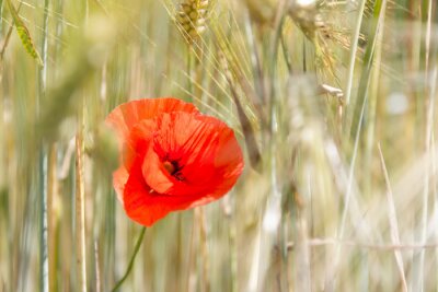 Fototapete Rote Mohnblume vor dem Hintergrund der Getreides