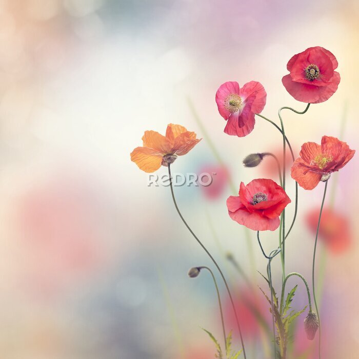 Fototapete Rote Mohnblumen