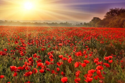 Fototapete Rote Mohnblumen im Feld