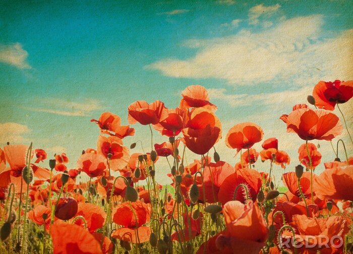 Fototapete Rote Mohnblumen im Vintage-Stil