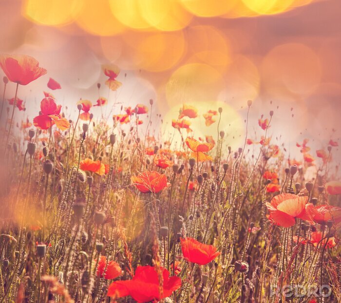 Fototapete Rote Mohnblumen in trockenen Gräsern