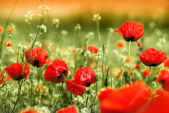 Fototapete Rote Mohnblumen und Feldpflanzen