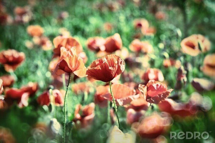 Fototapete Rote Mohnblumen und Wiese
