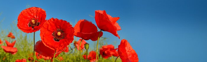 Fototapete Rote Mohnblumen vor dem Hintergrund des Himmels