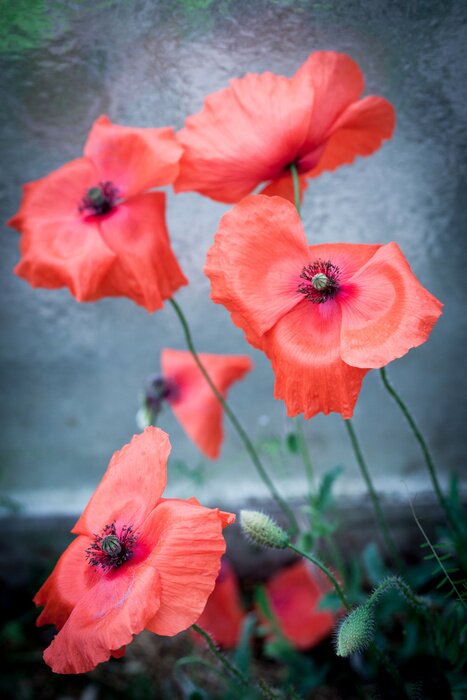 Fototapete Rote Mohnblumen vor dem Hintergrund des Wassers