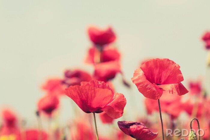 Fototapete Rote Mohnblumen vor unscharfem Hintergrund