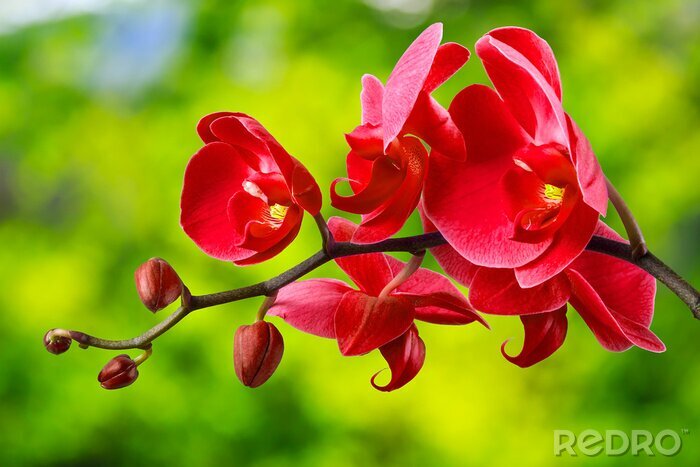 Fototapete Rote Orchidee im Garten