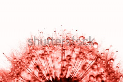 Fototapete Rote Pusteblume mit Tropfen