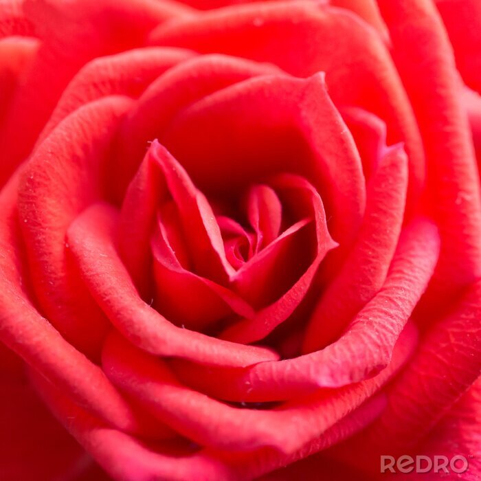 Fototapete Rote Rose 3D