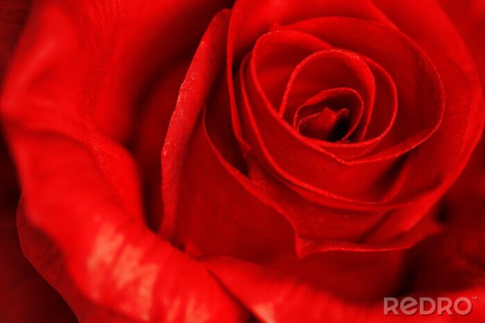 Fototapete Rote Rose