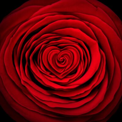 Fototapete Rote Rose auf schwarzem Hintergrund