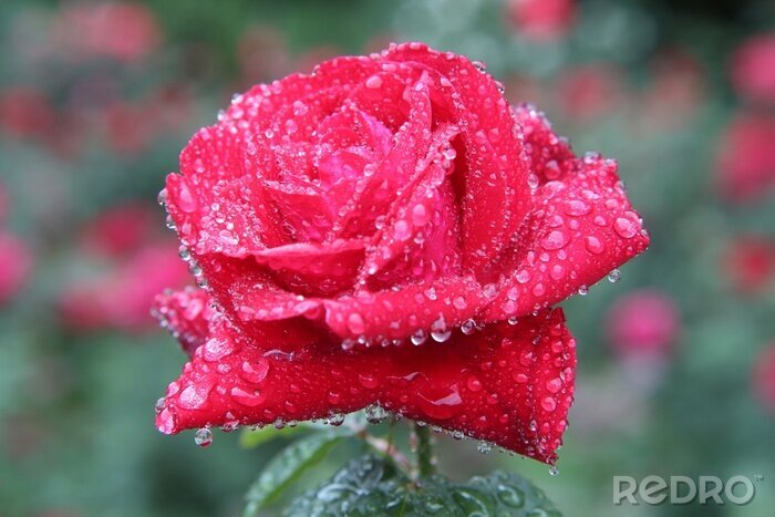 Fototapete Rote Rose in den Regentropfen