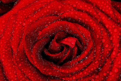 Fototapete Rote Rose in kleinen Tropfen