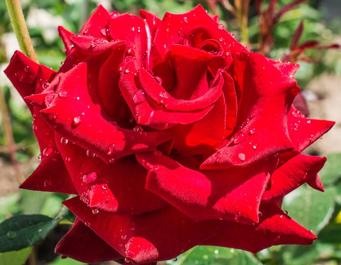 Fototapete Rote Rose und Wassertropfen