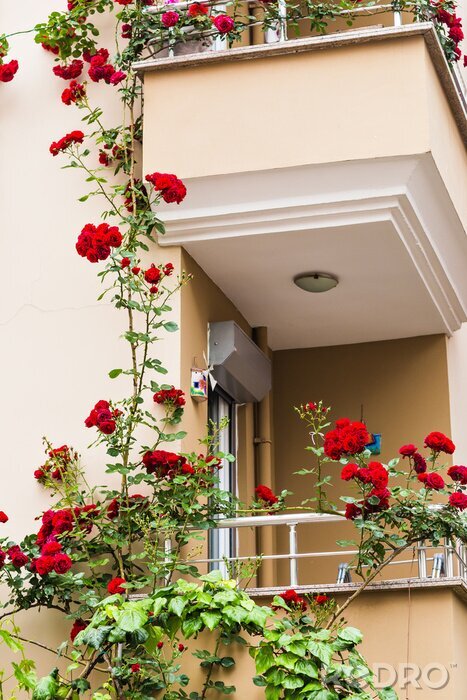 Fototapete Rote rosen am balkon