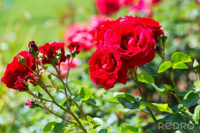 Fototapete Rote Rosen aus dem Park