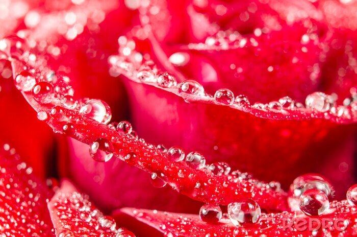 Fototapete Rote Rosenblütenblätter in Tropfen