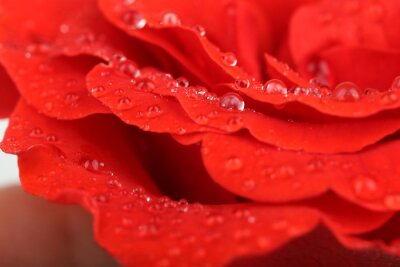 Fototapete Rote Rosenblütenblätter mit Tropfen