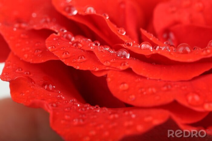 Fototapete Rote Rosenblütenblätter mit Tropfen