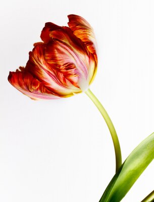 Rote Tulpe auf hellem Hintergrund