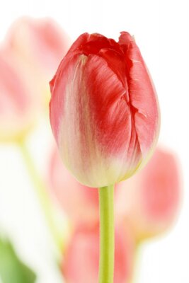 Rote Tulpe auf weißem Hintergrund
