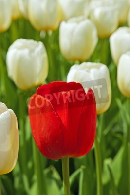 Fototapete Rote Tulpe auf weißem Hintergrund