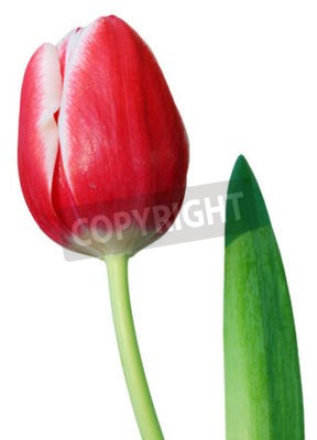 Fototapete Rote Tulpe und Blatt Nahaufnahme