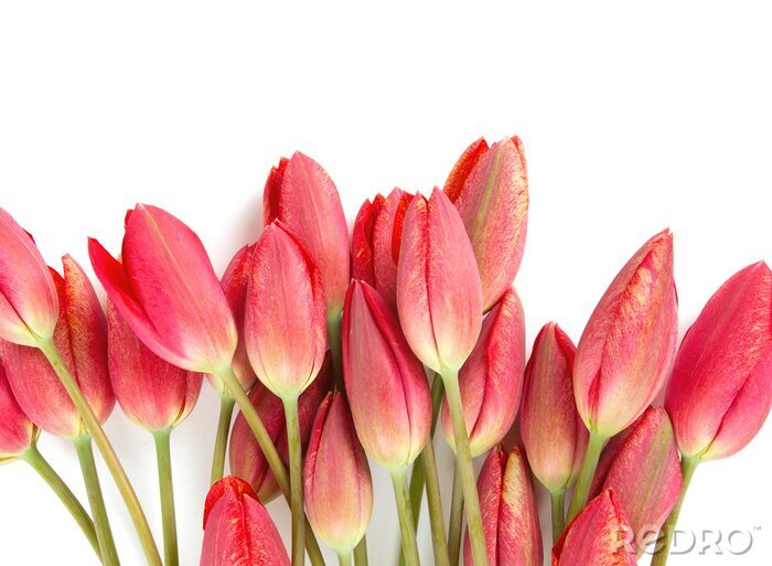 Fototapete Rote Tulpen auf hellem Hintergrund