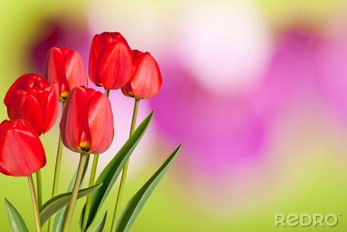 Fototapete Rote Tulpen auf rosa Hintergrund