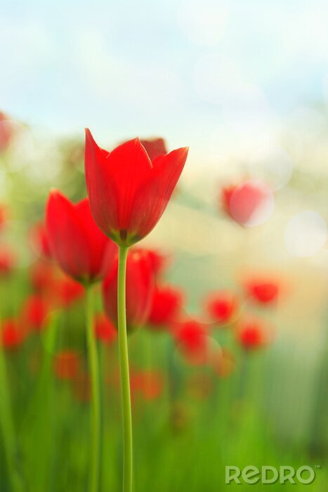 Fototapete Rote Tulpen auf verschwommenem Hintergrund