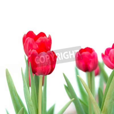 Fototapete Rote Tulpen auf weißem Hintergrund