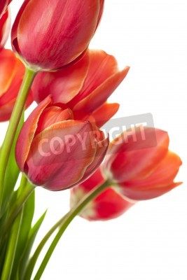 Fototapete Rote Tulpen mit Blättern