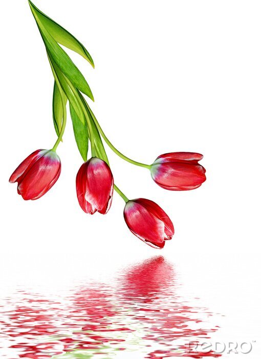 Fototapete Rote Tulpen über Wasser