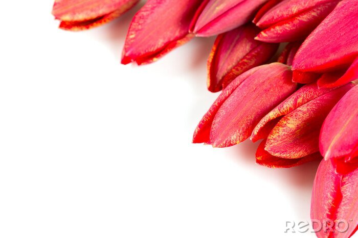 Fototapete Rote Tulpenblätter