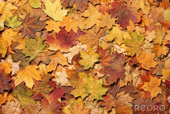 Fototapete Rote und orange Herbstblätter