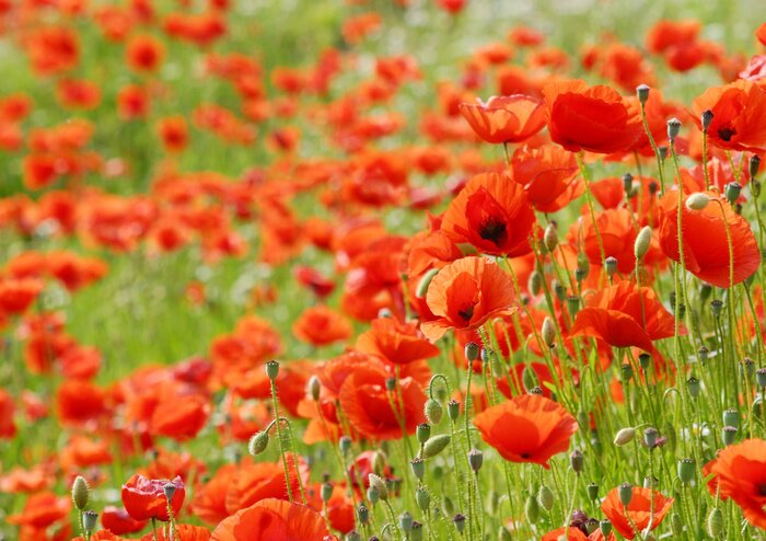 Fototapete Rote wilde Blumen auf Feld