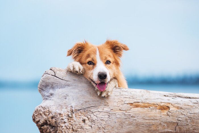 Fototapete Roter Border Collie am Strand