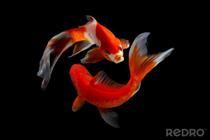 Fototapete Roter Fisch auf schwarzem Hintergrund