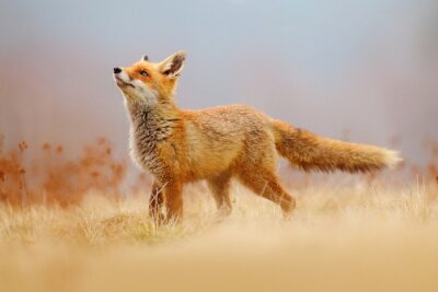 Fototapete Roter Fuchs auf der Lichtung