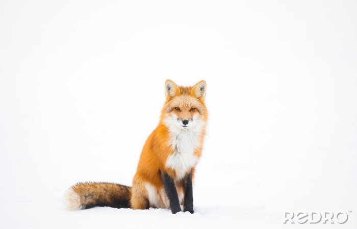 Fototapete roter Fuchs auf weißem Hintergrund