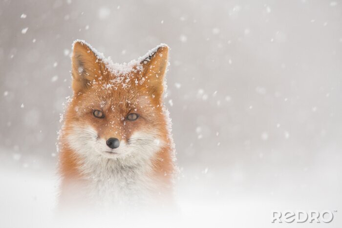 Fototapete roter Fuchs in Schneeflocken