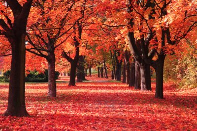 Roter Herbstpark