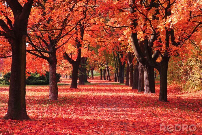 Fototapete Roter Herbstpark