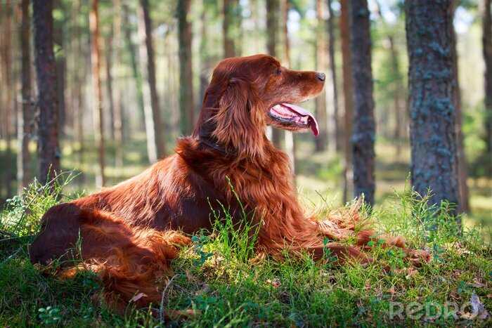Fototapete roter Hund im Wald